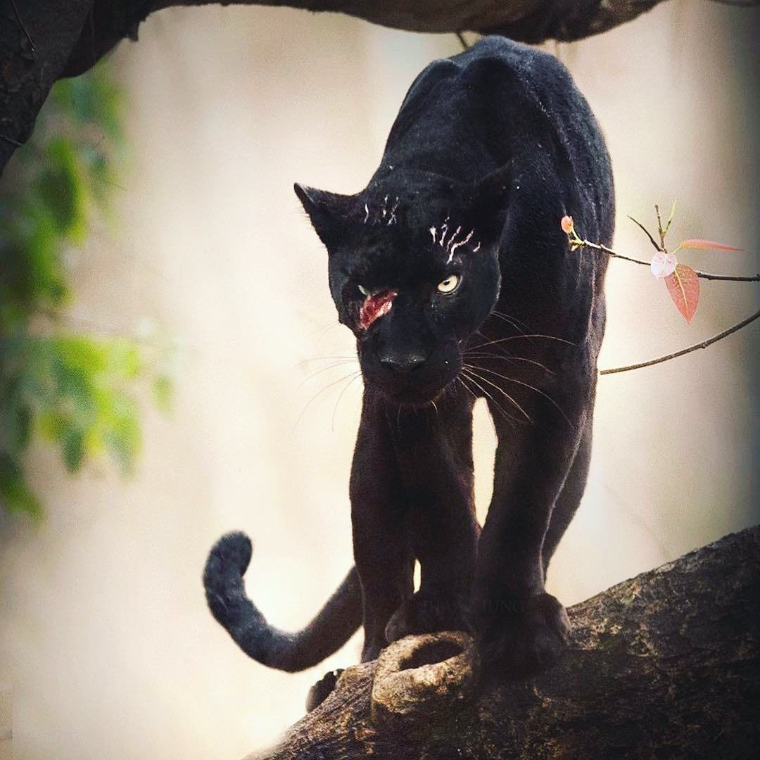 Кошка как пантера домашняя