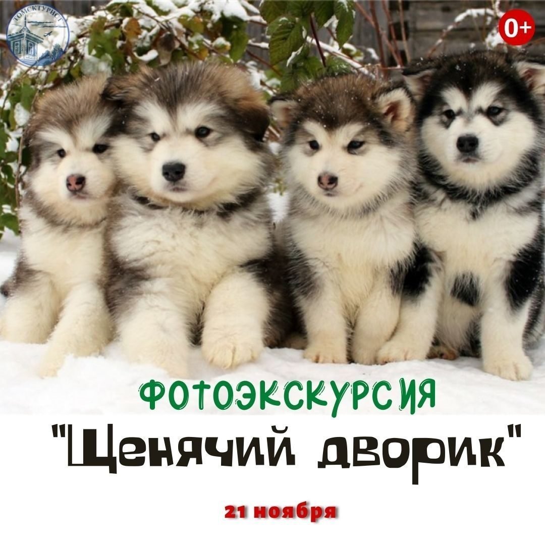 Аляскинский маламут пушистый