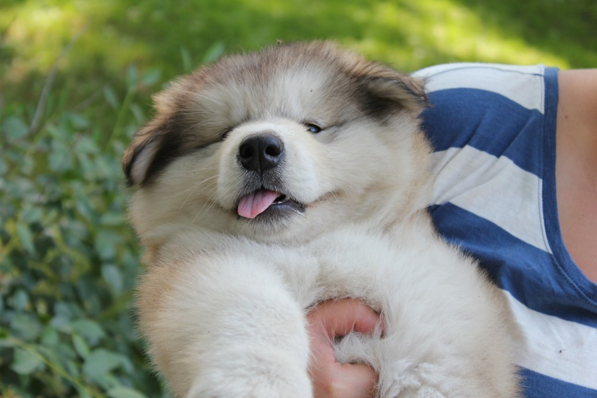 Маламут и котенок