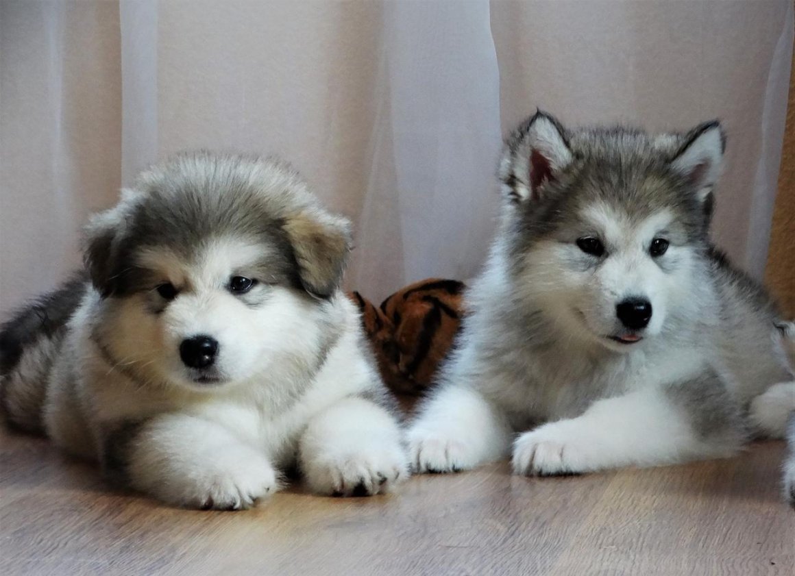 Маламут Аляскинский щенок декоративный