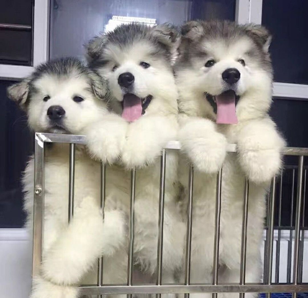 Маламут хаски самоед ньюфаундленд