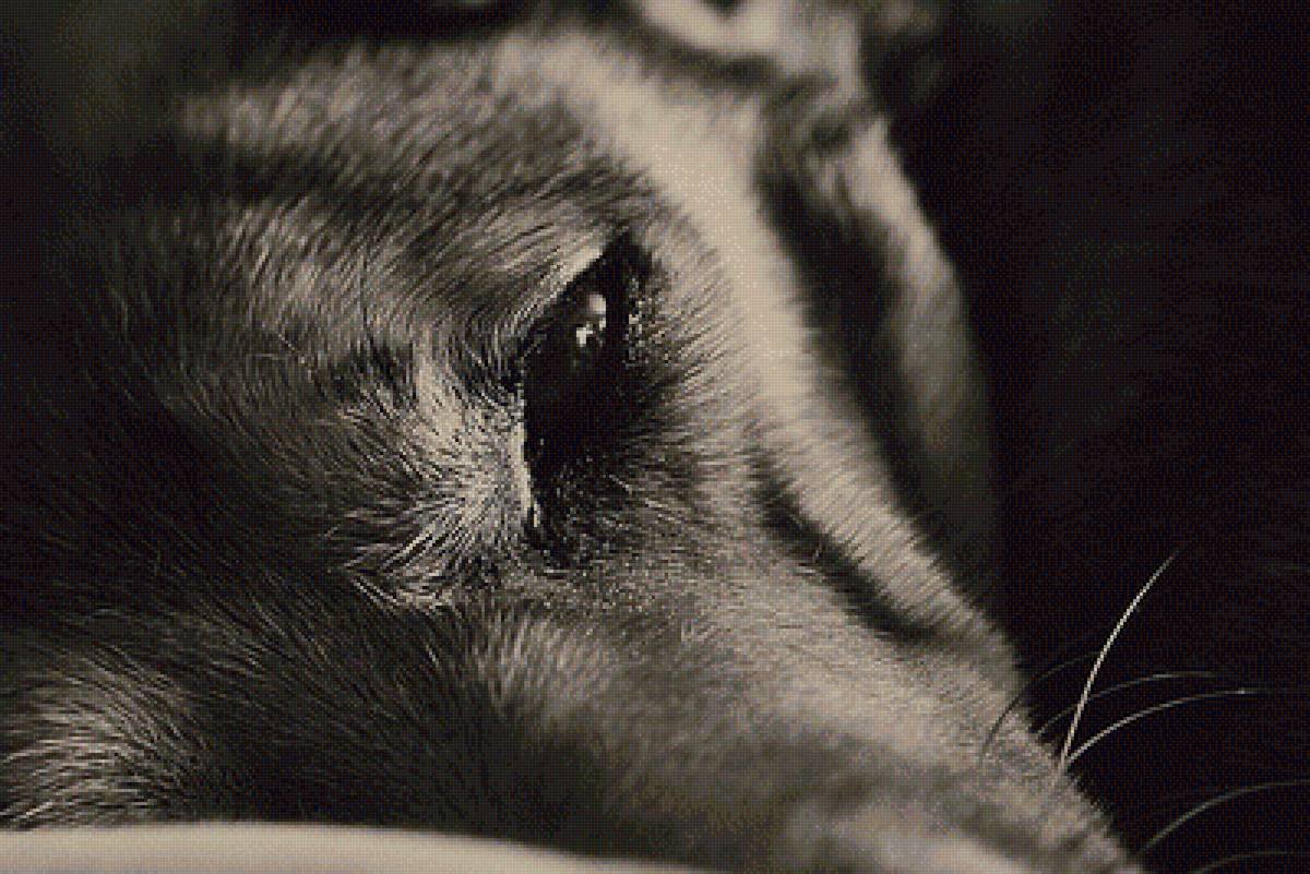 Волк со слезами на глазах