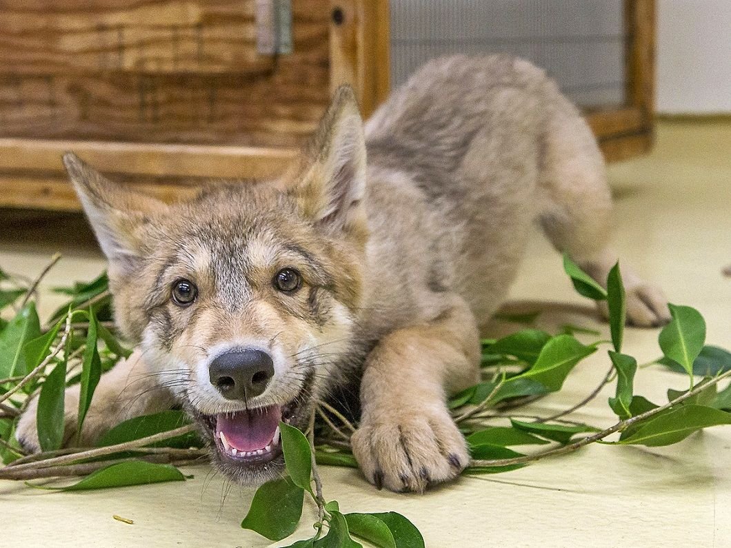 Щенок волка