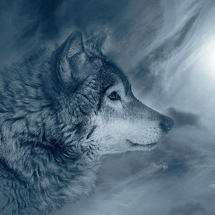 Одинокие волки