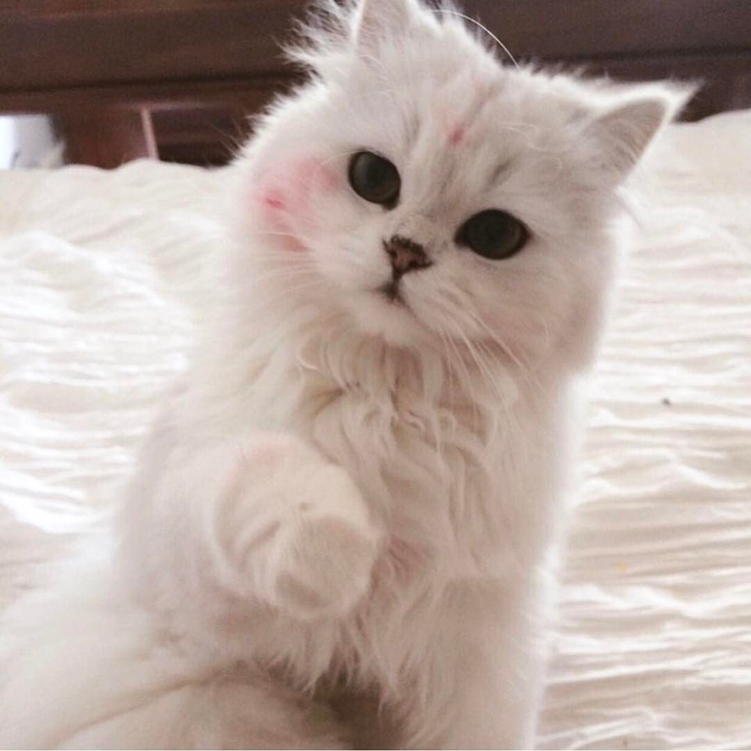 Милые котики сохраненки