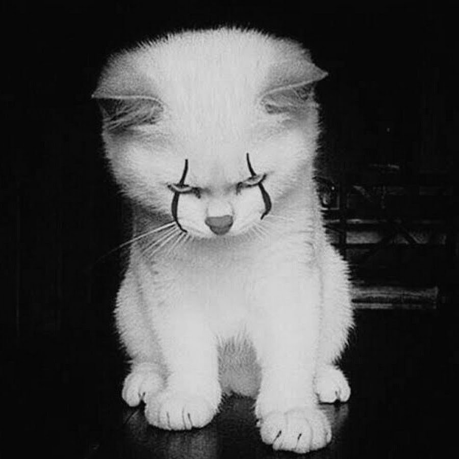 Злой обиженный кот