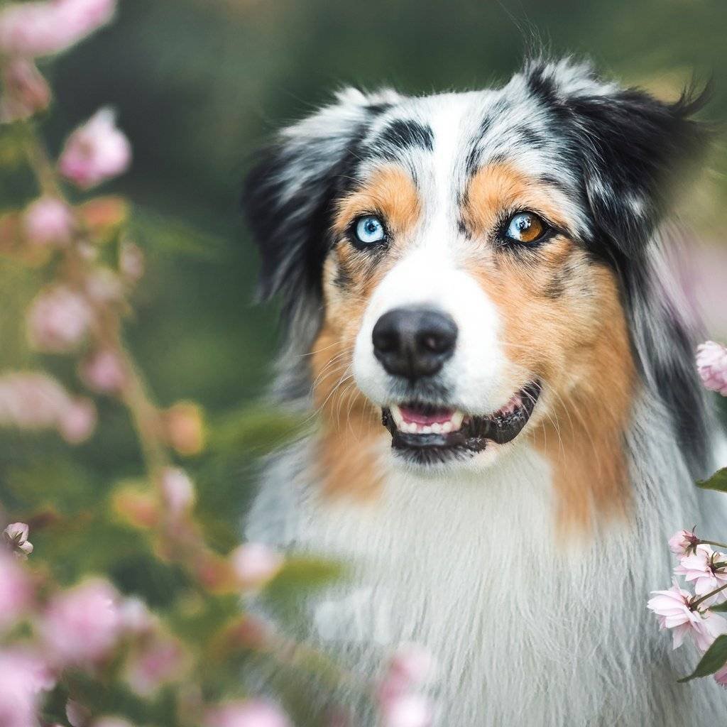 Аусси австралийская овчарка