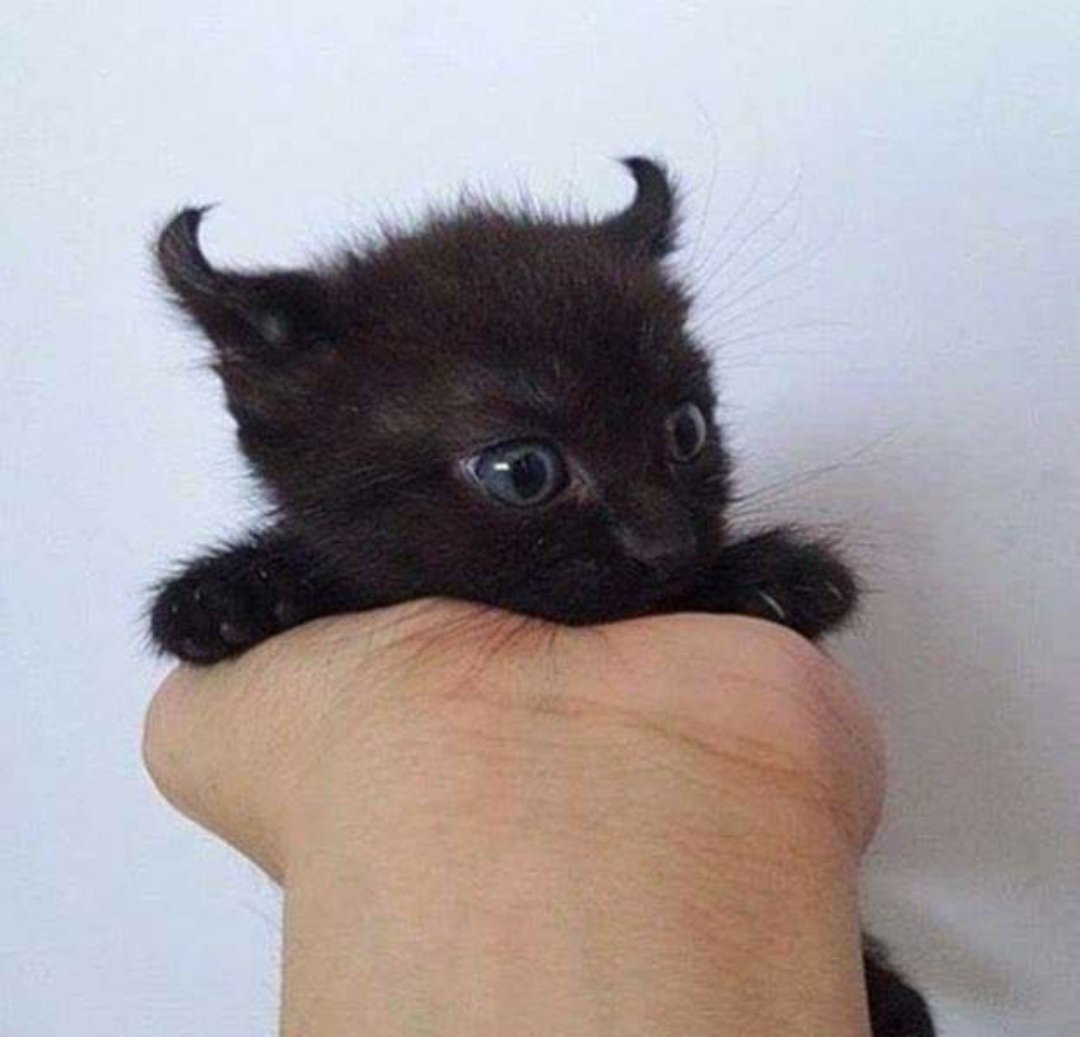 Котенок чертенок