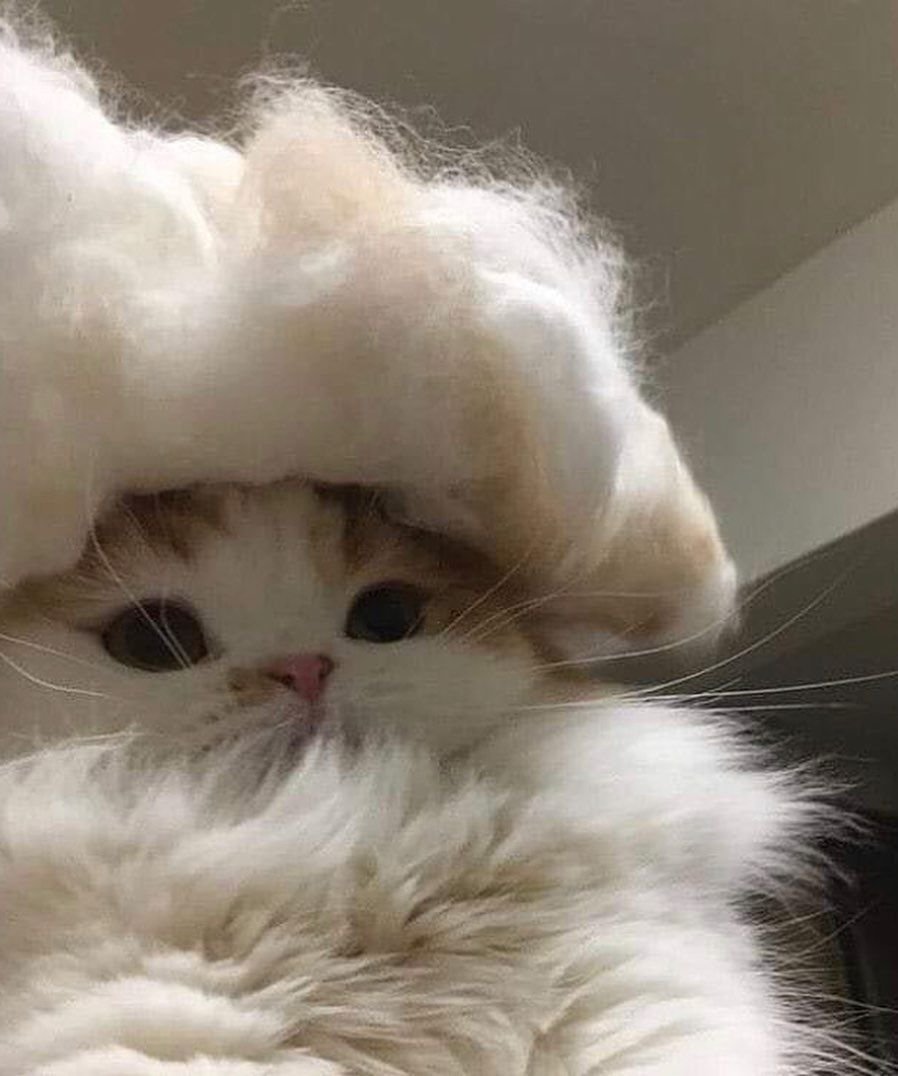 Эстетика кошек