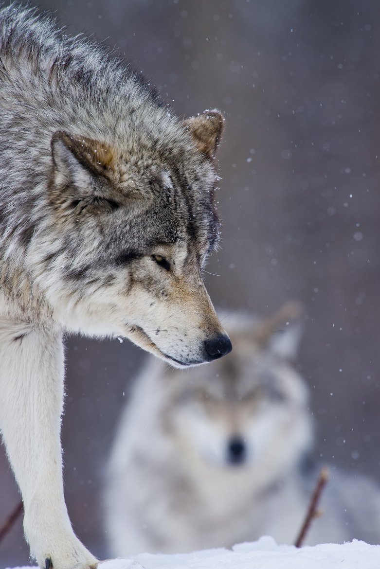 Волк тоскует
