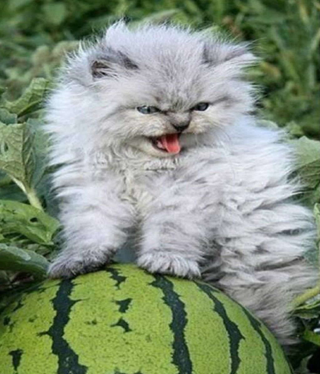 Злобный котик