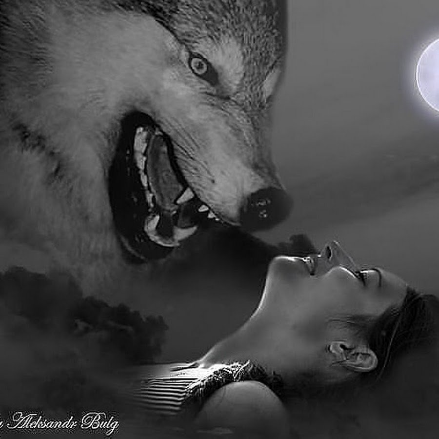 Волк одиночка и девушка