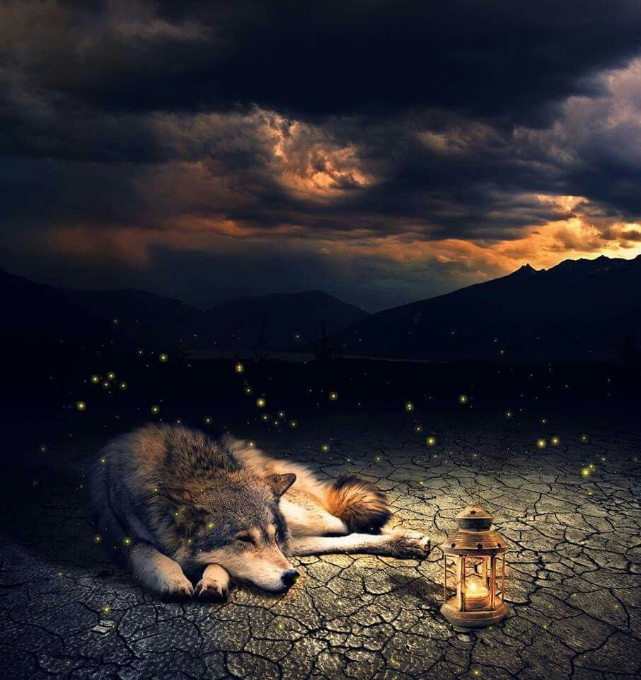 Волк одиночка