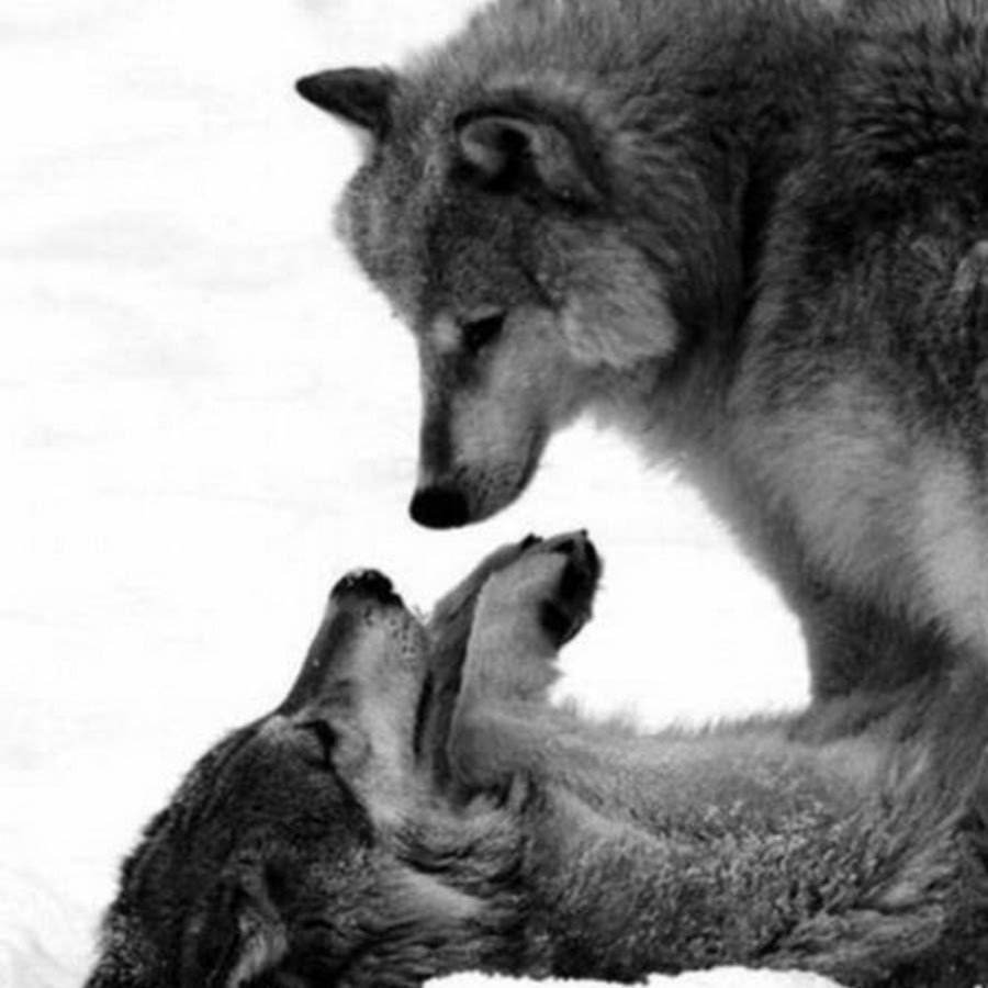 Волк и волчица любовь