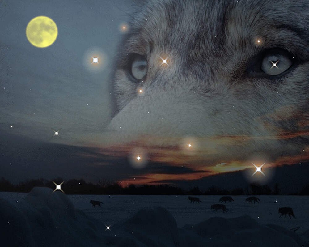 Глаза волка в ночи