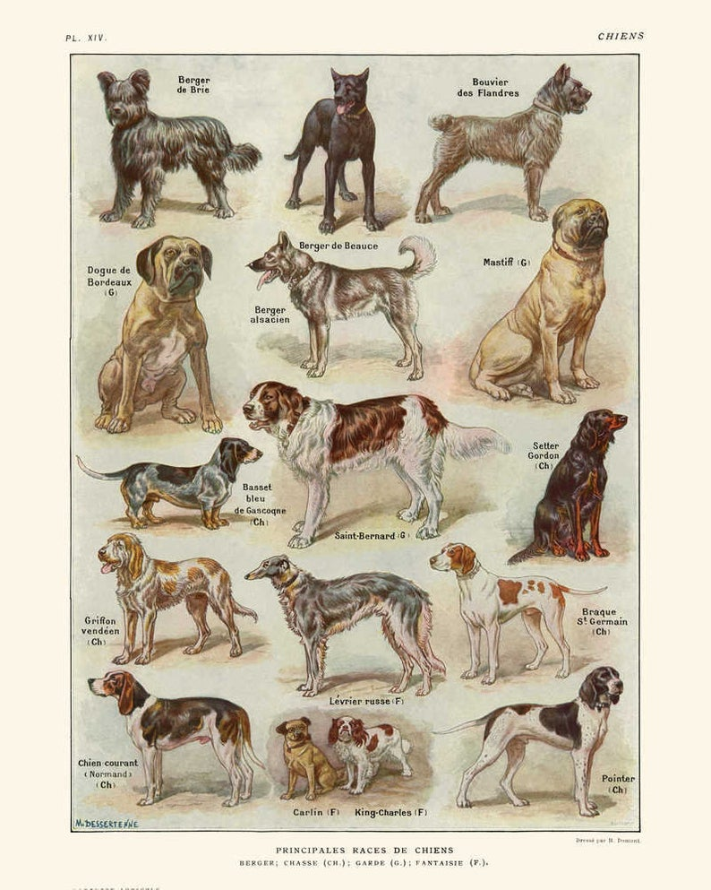 Крупные породы собак с названиями