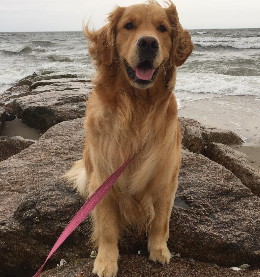 Доберман и ретривер