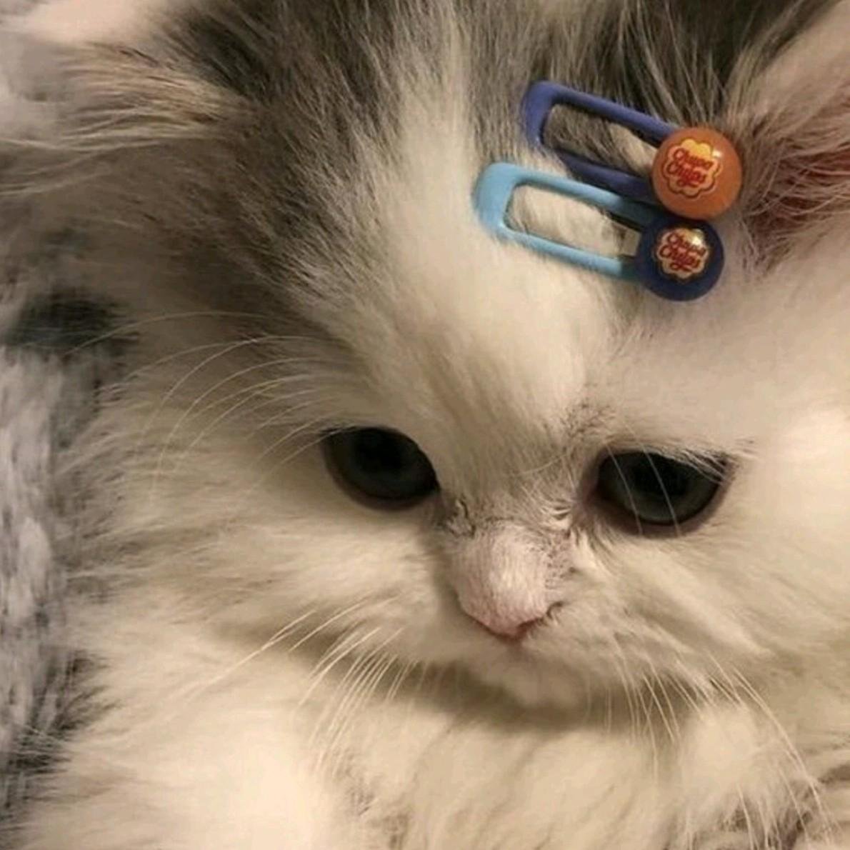 Лохматый котенок