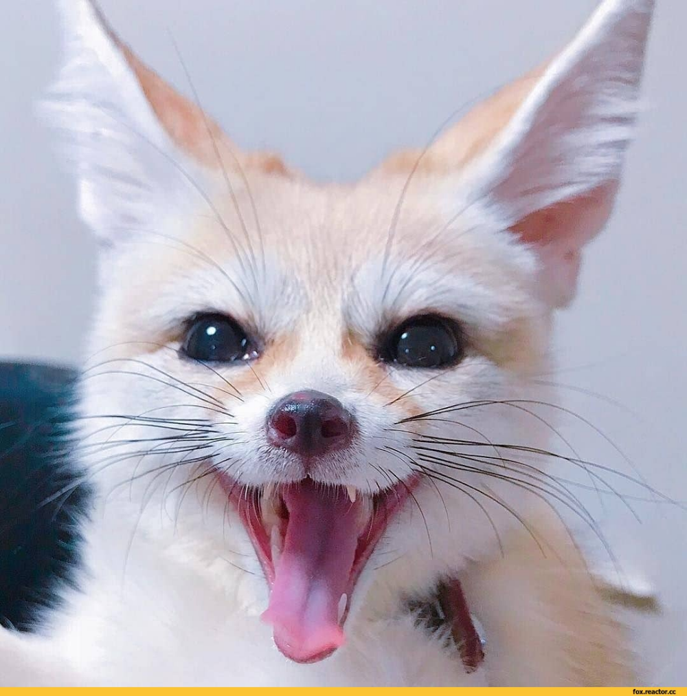 Черный и белый котенок