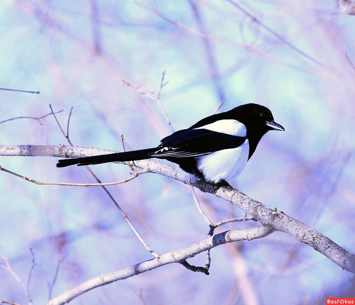 Дятел зимующая птица