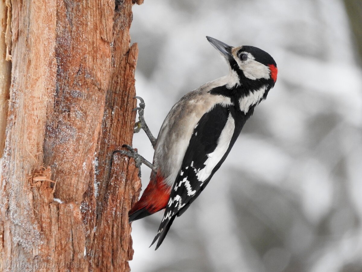 Коллаж птички