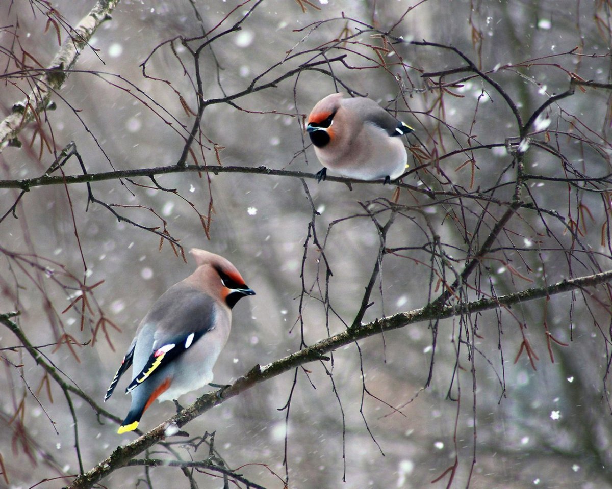 Перелетные птицы Южного Урала