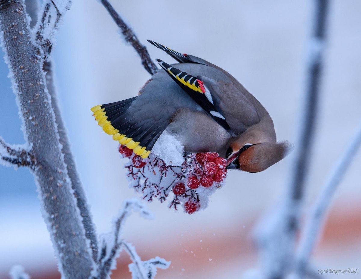 Лесная сорока Кукша