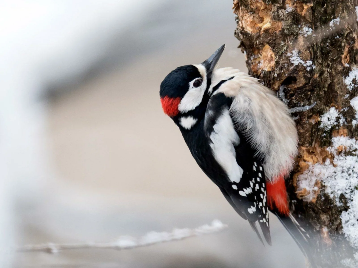 Зимующие птицы пазлы для детей