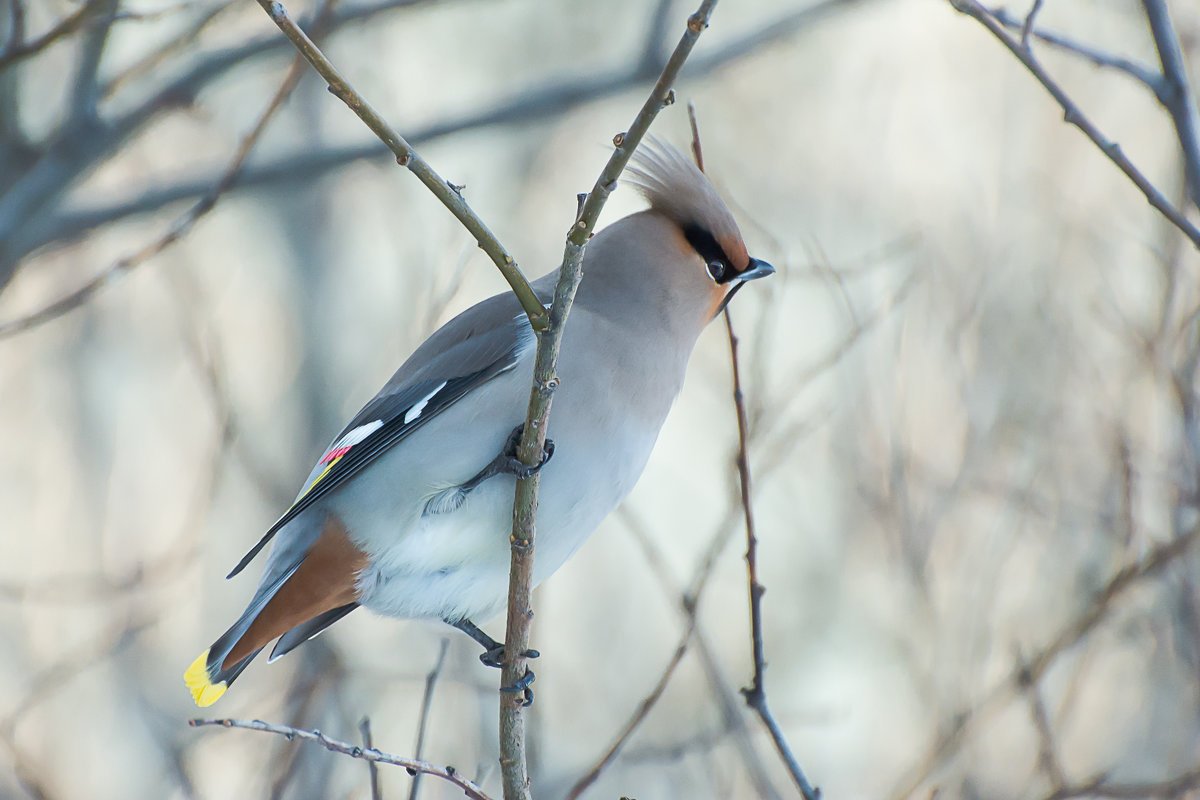 Синица гаичка