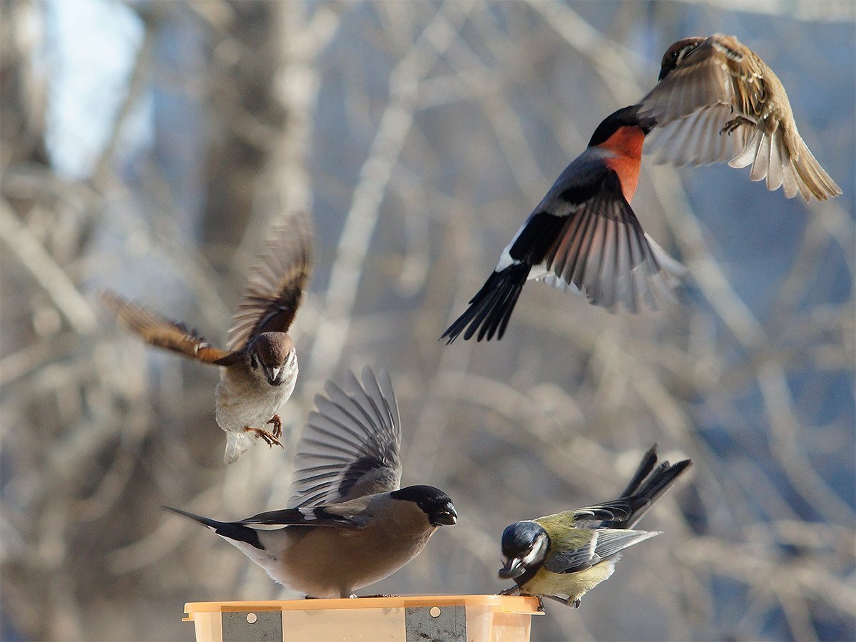 Зимующие птицы Кузбасса