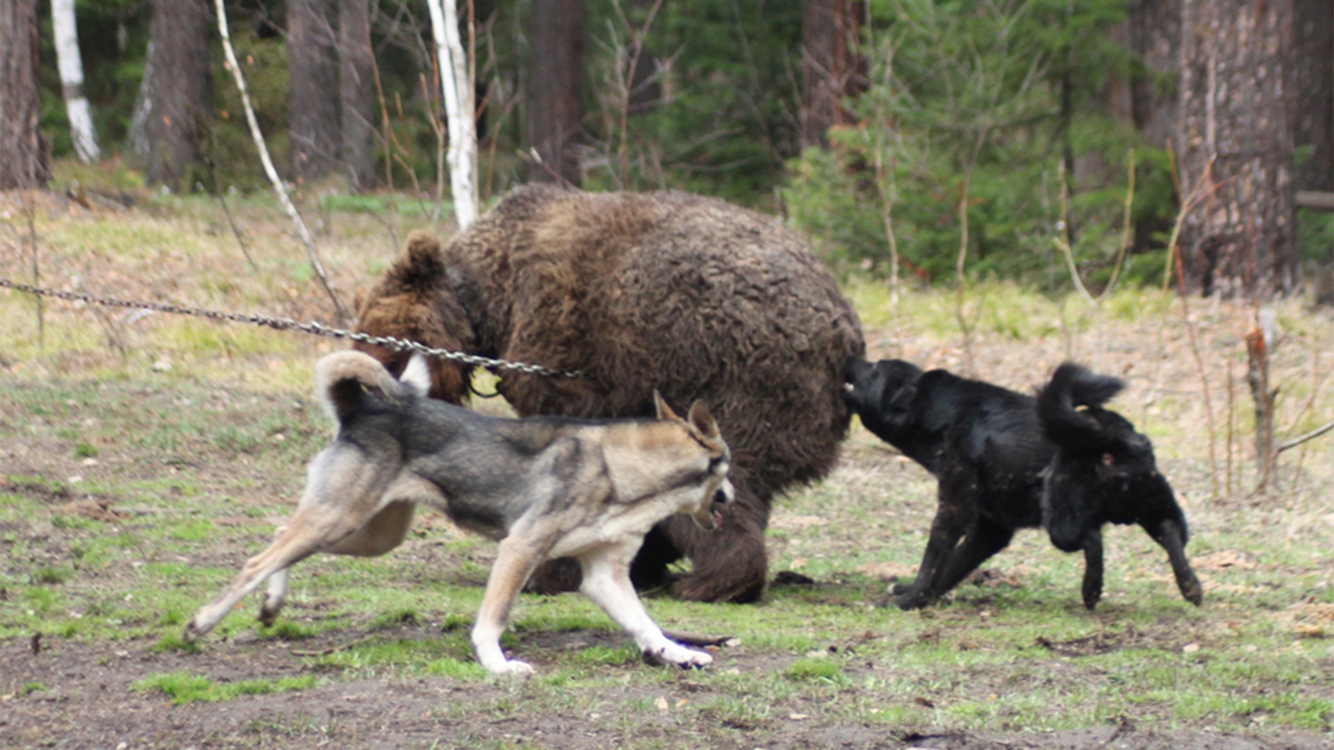 Собака вывела из леса медведей. Охота с Восточно сибирской лайкой. Натаска охотничьих собак лайка. Охотничие собаки на медведя.