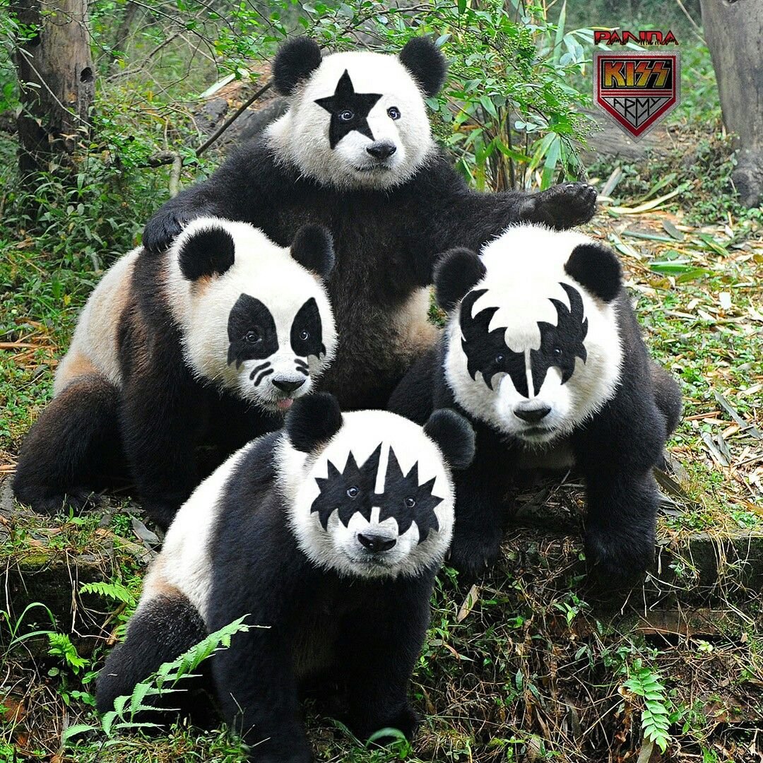 Панда поцелуй