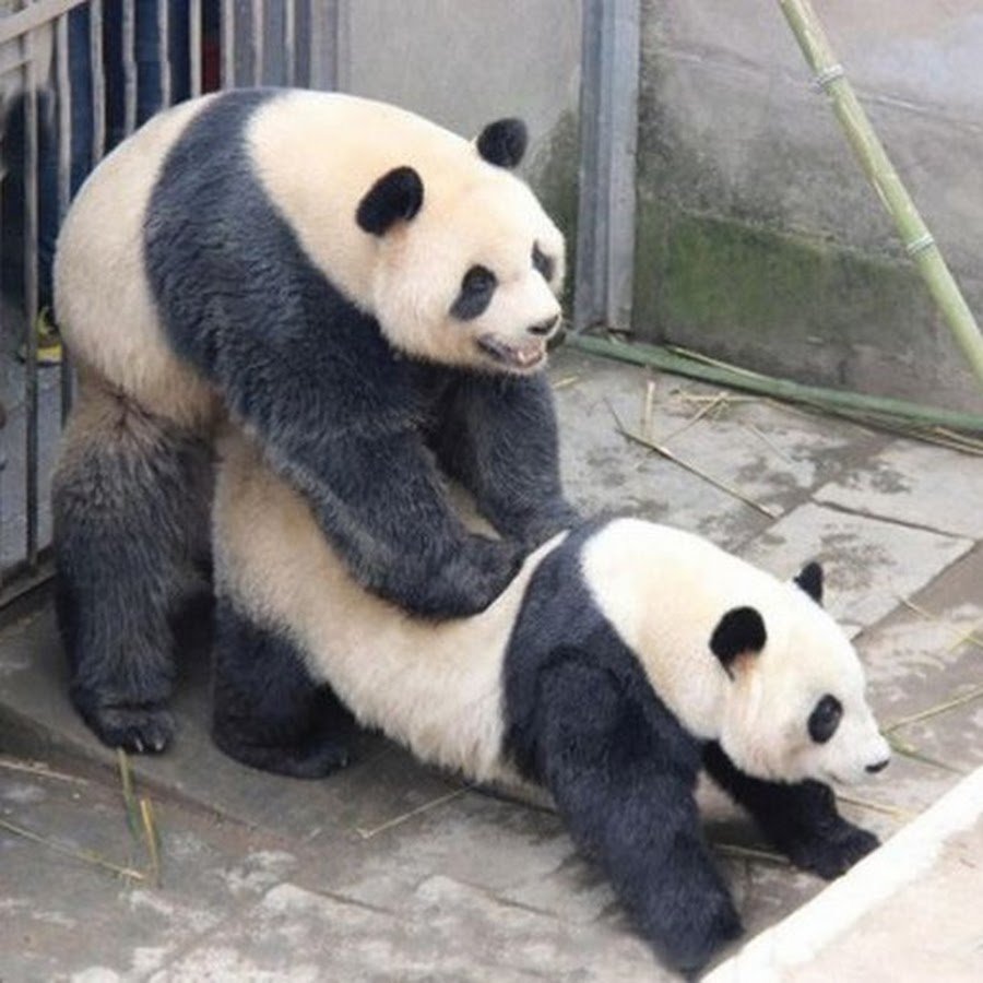 Панда мультяшный