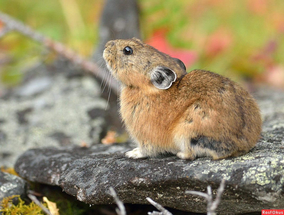Пищухи зайцеобразные