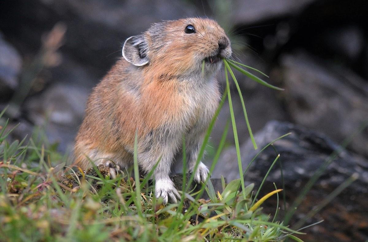 Пищуха сеноставка