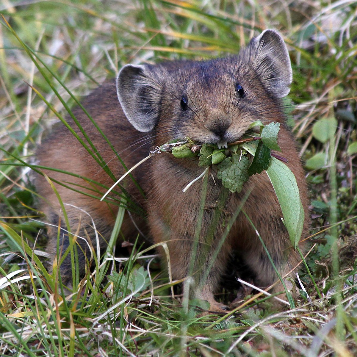 Большеухая пищуха