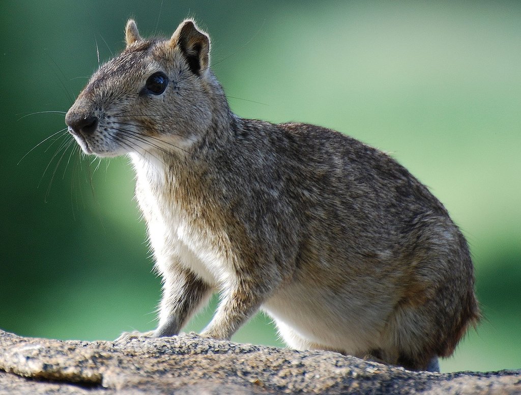Пищуха сеноставка