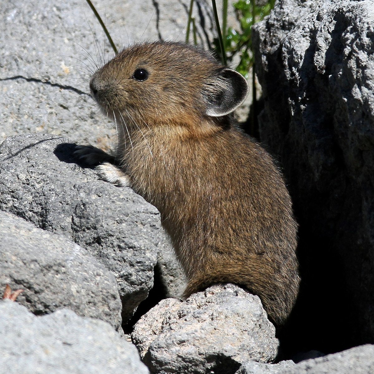 Илийская пищуха