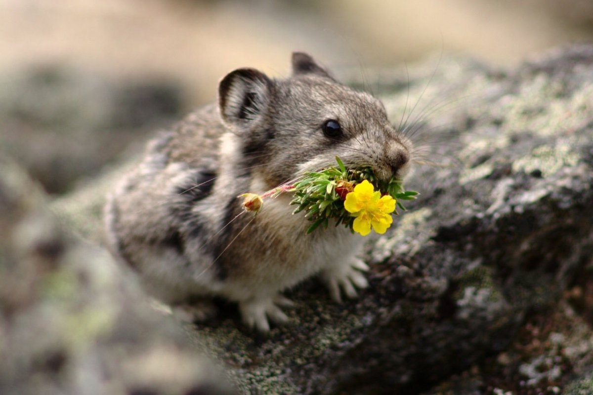 Грызуны средней полосы