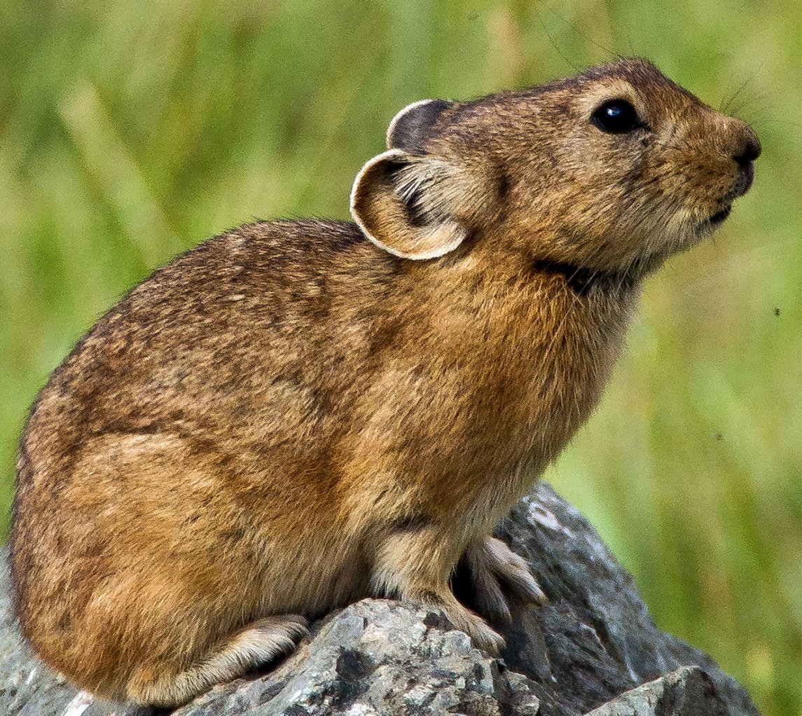 Пищуха Алтайская сеноставка