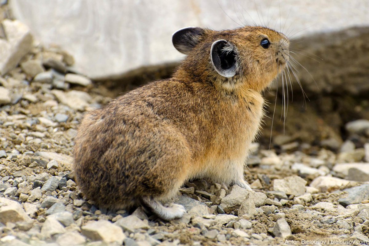 Желтобрюхий сурок (Marmota flaviventris)