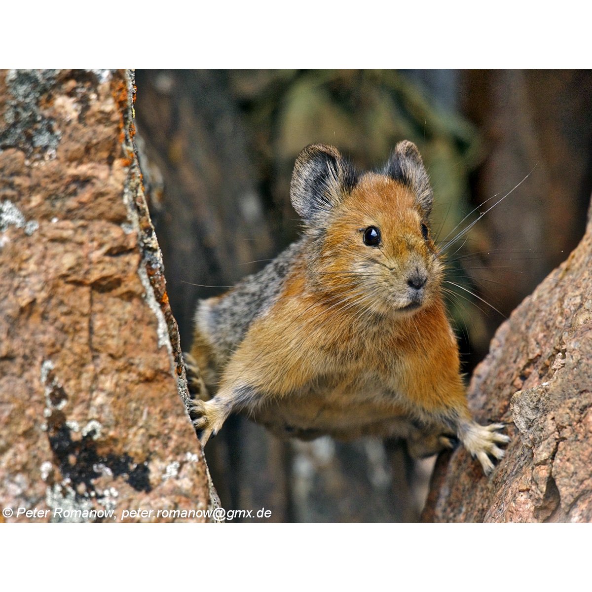 Пищуха зайцеобразная