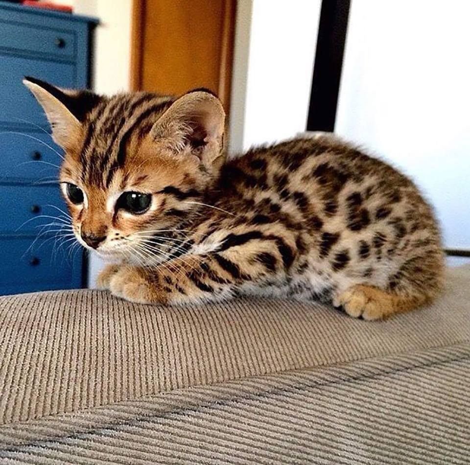 Шотландский кот вислоухий мраморный вискас