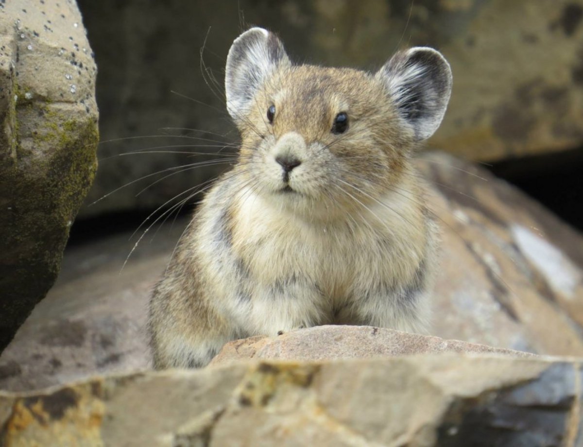 Степная пищуха