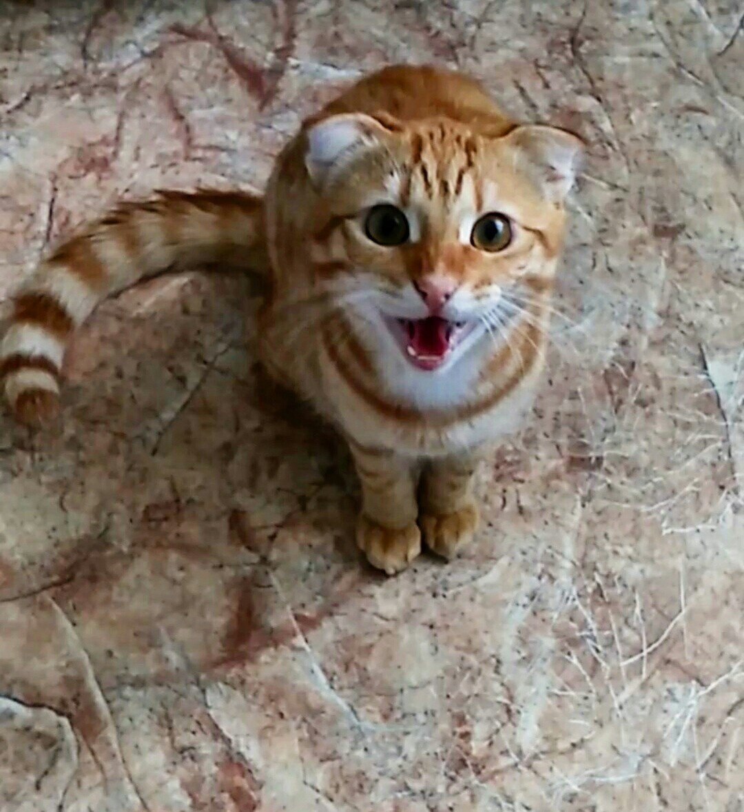 Бенгальский кот бенгал