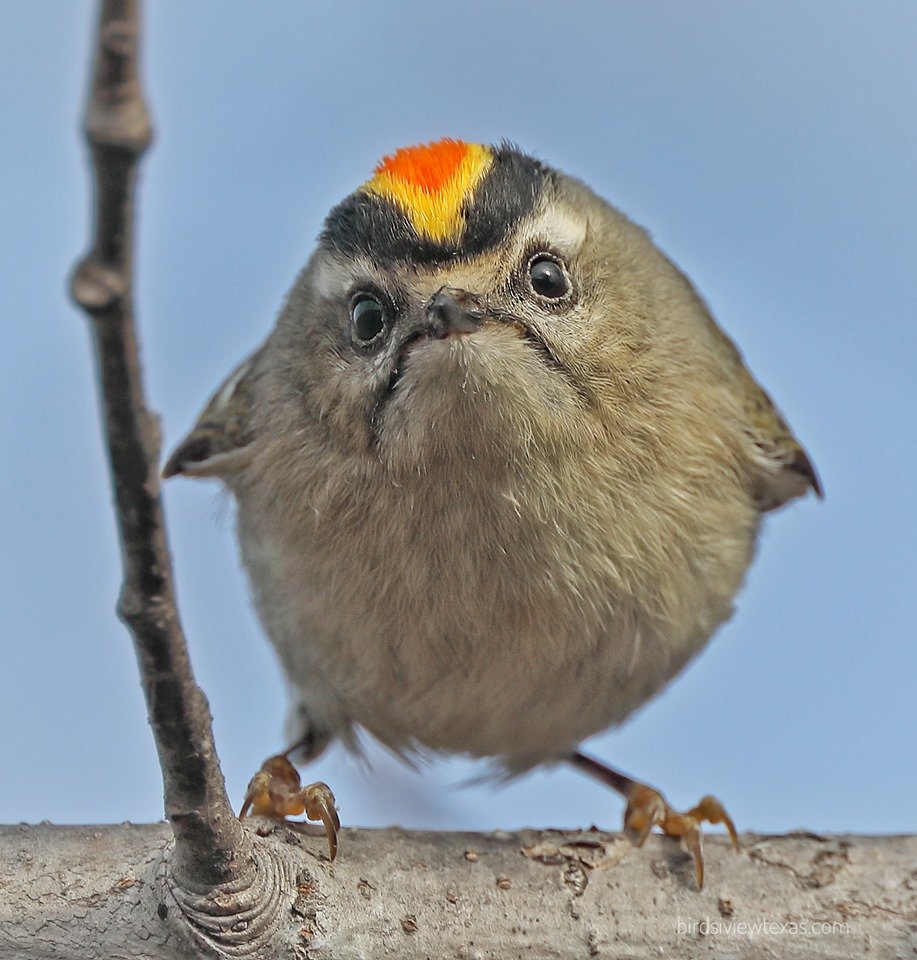 Коста Рика птичка Тукан