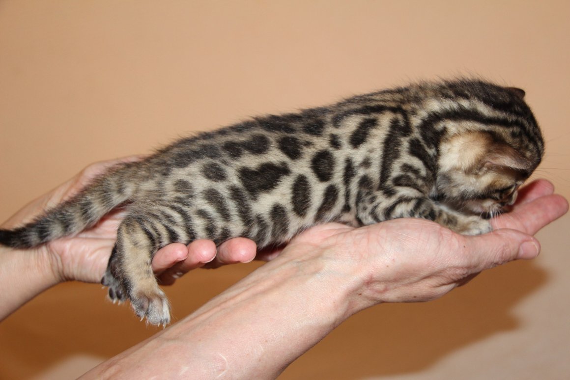 Шотландская вислоухая полосатая