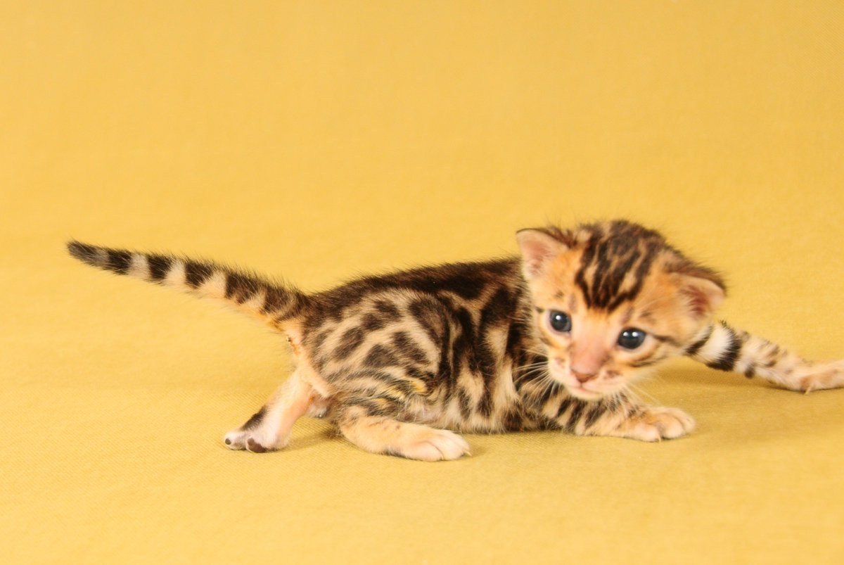 Бенгальская кошка