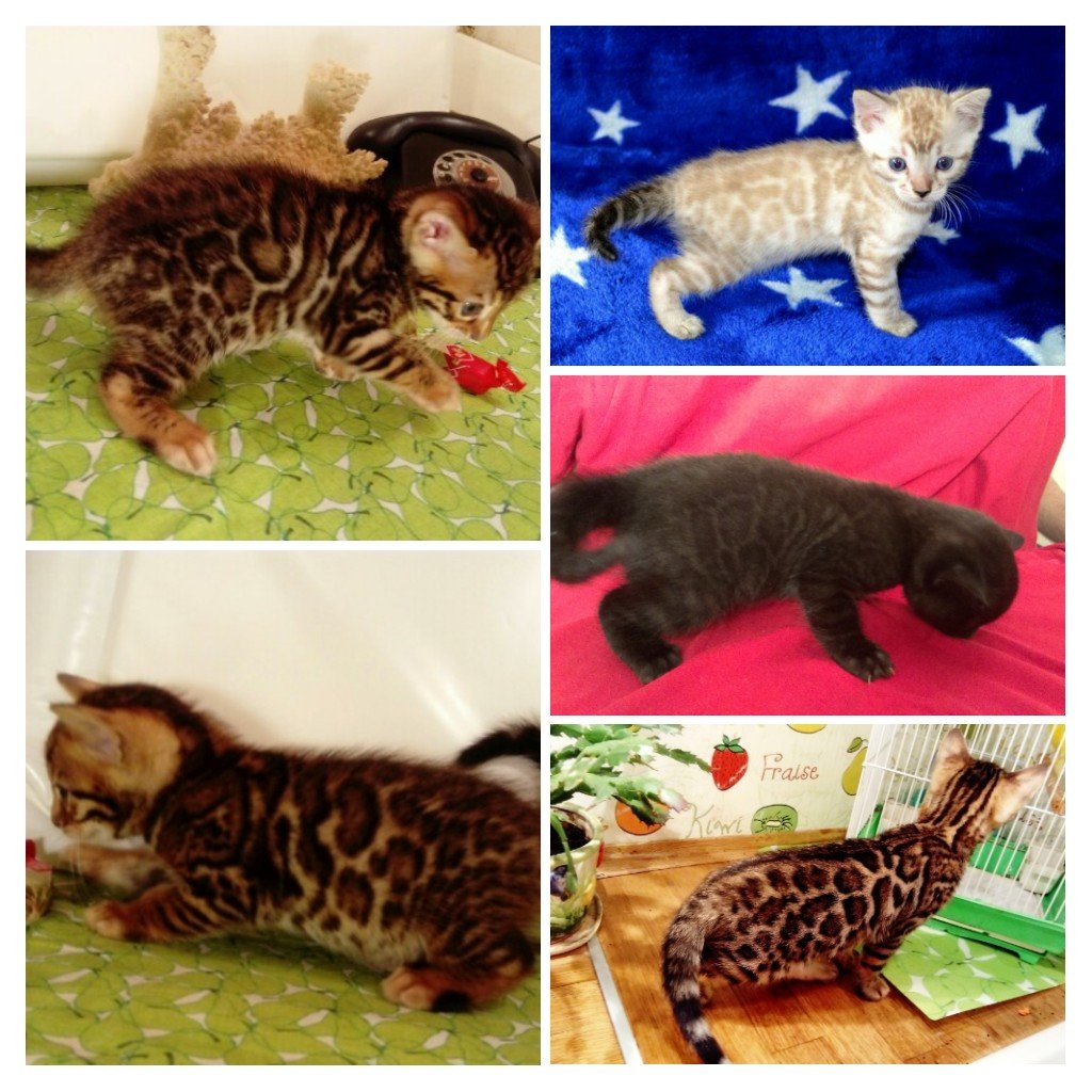 Скоттиш фолд тигровый