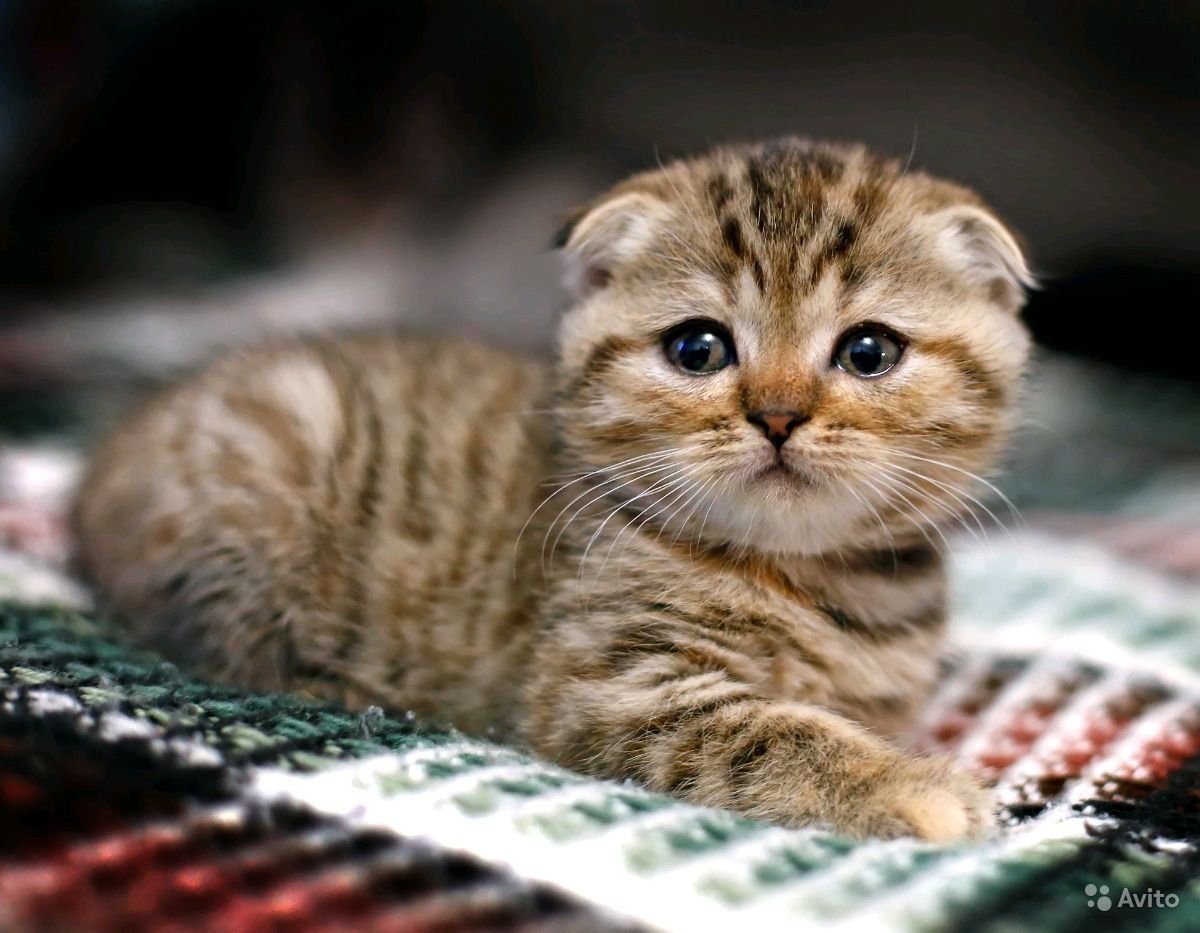 Шотландский скоттиш фолд тигровый